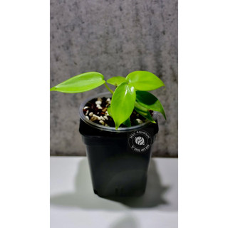 Kiểng Lá _ Trầu Bà Cánh Én (Cây Giống) _ Philodendron Florida Ghost