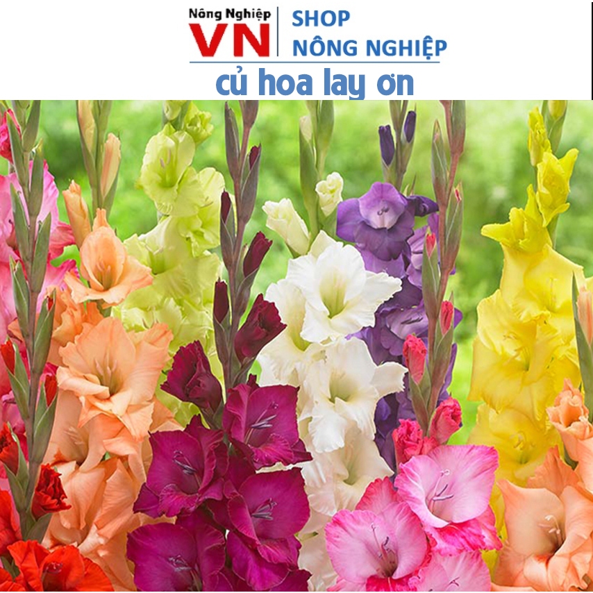 1kg (50-60 củ) củ hoa lay ơn, củ dơn nhiều màu