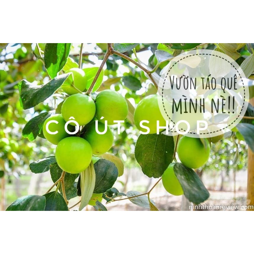 Táo Sấy Dẻo Tách Hạt Hàng Loại 1, 500g Táo sấy dẻo, 100% táo xanh Ninh Thuận chua ngọt dẻo ngon, không hóa chất