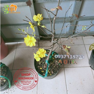 cây mai vàng cây trung ( mai giảo từ 6-12 cánh )
