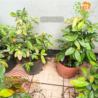 cây mai vàng cây trung ( mai giảo từ 6-12 cánh )