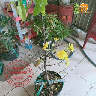 cây mai vàng cây trung ( mai giảo từ 6-12 cánh )