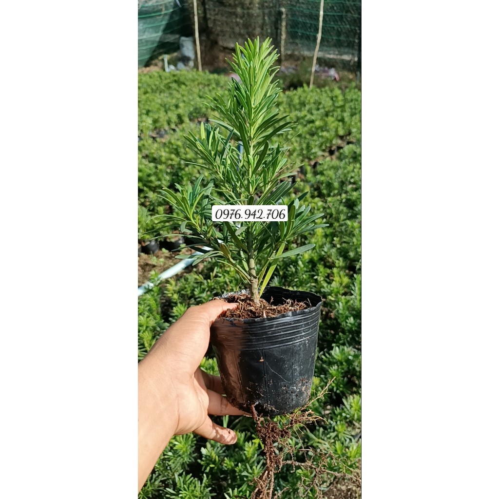 Tùng vạn niên giâm cành -sỉ lẻ số lượng lớn-chuẩn giống giá tại vườn