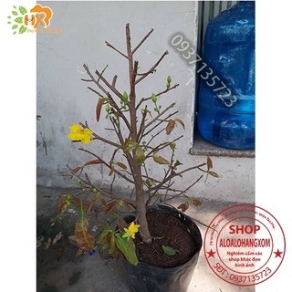 cây mai vàng cây  trung cao từ 40-60cm -mai giảo