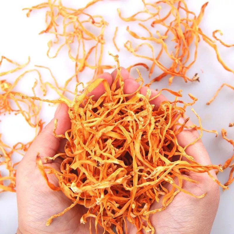 Đông Trùng Hạ Thảo Sấy Khô Vàng, Nấm Đông Trùng Hạ Thảo Tăng Sức Đề Kháng, Chống L.ão Hóa