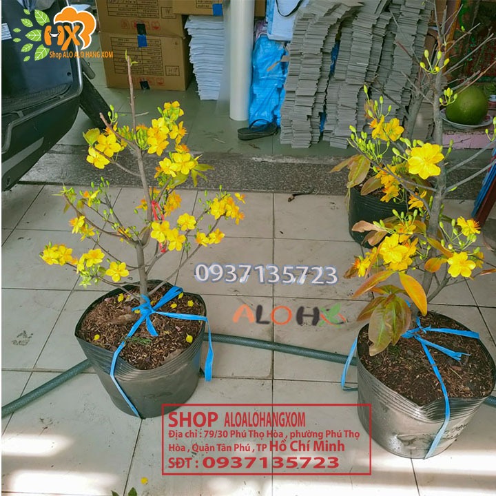 CÂY MAI VÀNG -