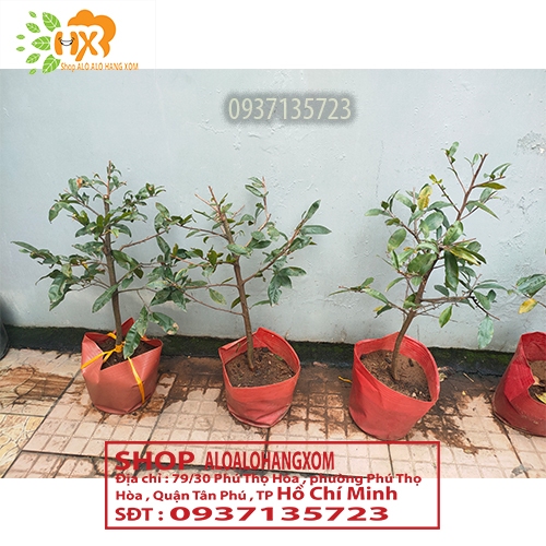 CÂY MAI VÀNG -