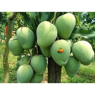 Cây giống xoài tròn yên châu thơm ngon nức tiếng