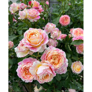 Cây hoa hồng sọc Claude Monet - cây nguyên chậu cao 60cm