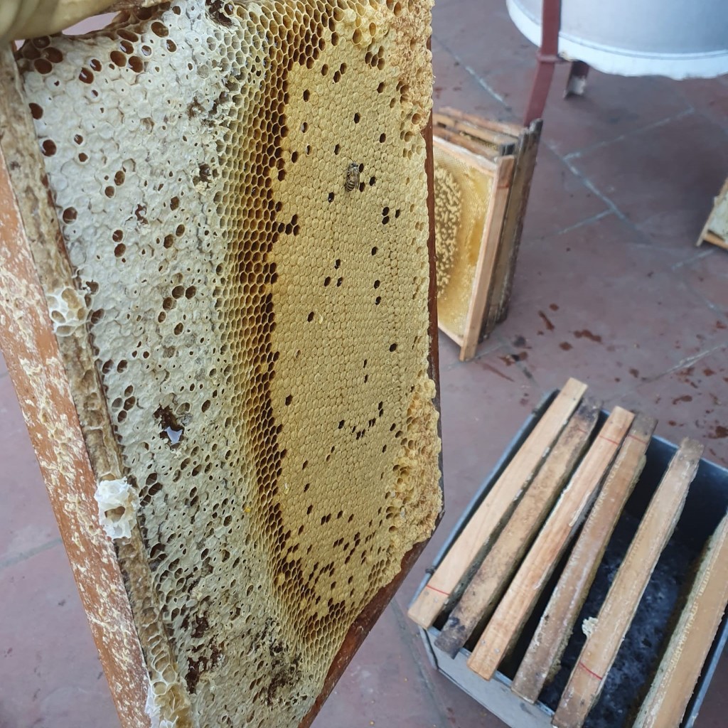 Mật Ong Nguyên Chất Theo Mùa - Mật Keo 1000ML