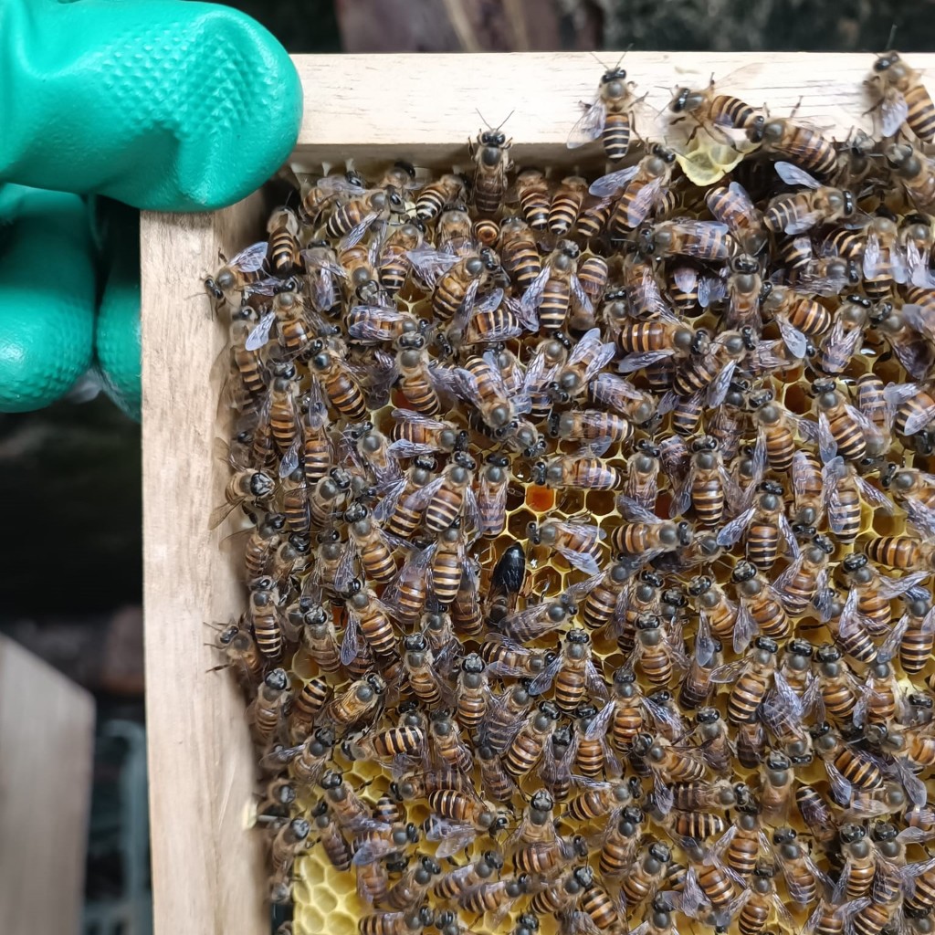 Mật Ong Nguyên Chất Theo Mùa - Mật Keo 1000ML