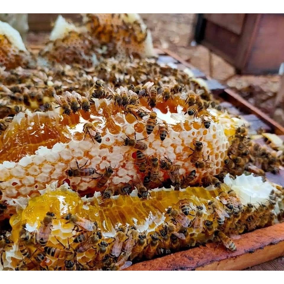 Mật Ong Nguyên Chất Theo Mùa - Mật Keo 1000ML