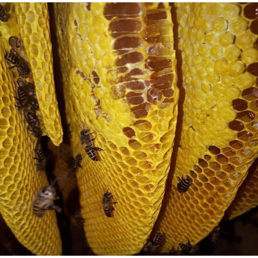 Mật Ong Nguyên Chất Theo Mùa - Mật Keo 1000ML