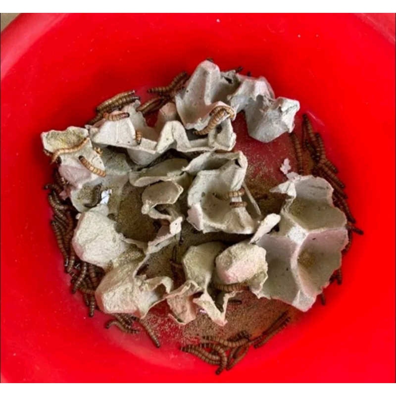 Sâu quy cho gà cá chim 100g