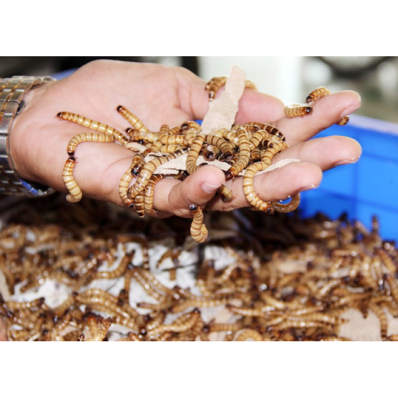 Sâu quy cho gà cá chim 100g