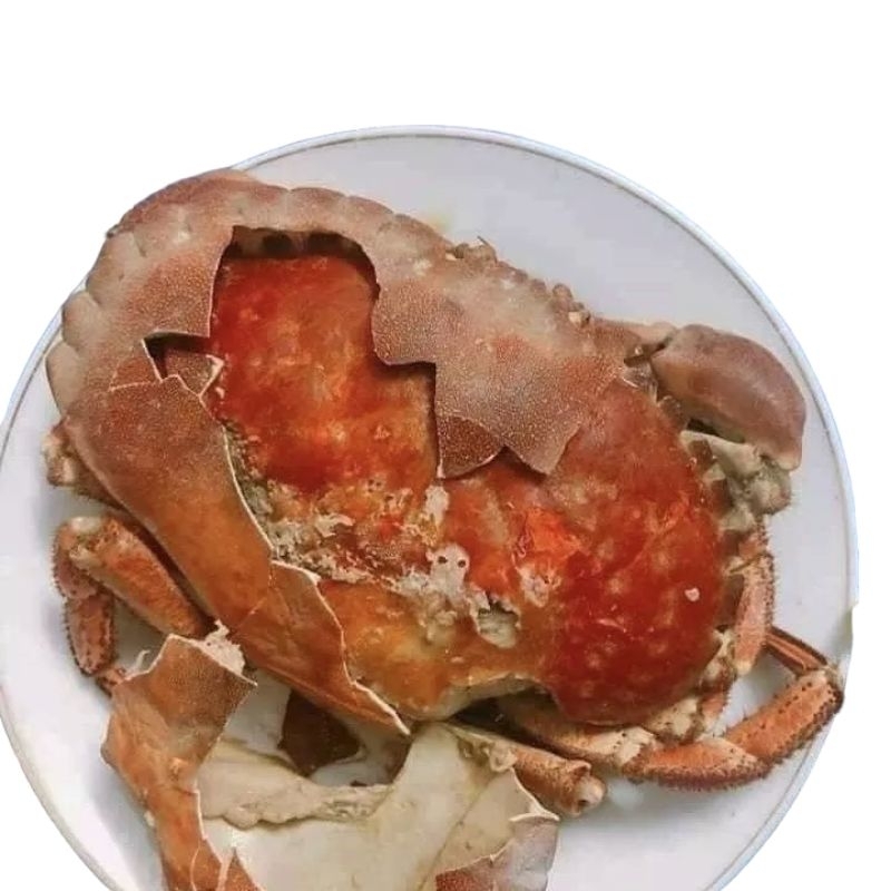 CUA NÂU SIÊU NHIỀU GẠCH SCOTLAND