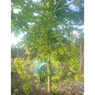 100 hạt giống đu đủ đực lùn siêu hoa