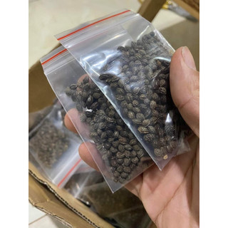 100 hạt giống đu đủ đực lùn siêu hoa
