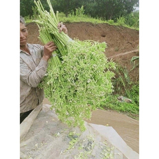 100 hạt giống đu đủ đực lùn siêu hoa