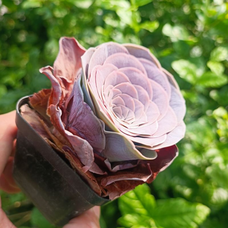 Sale+ Sen Đá Hoa Hồng Tím Rất Đẹp.