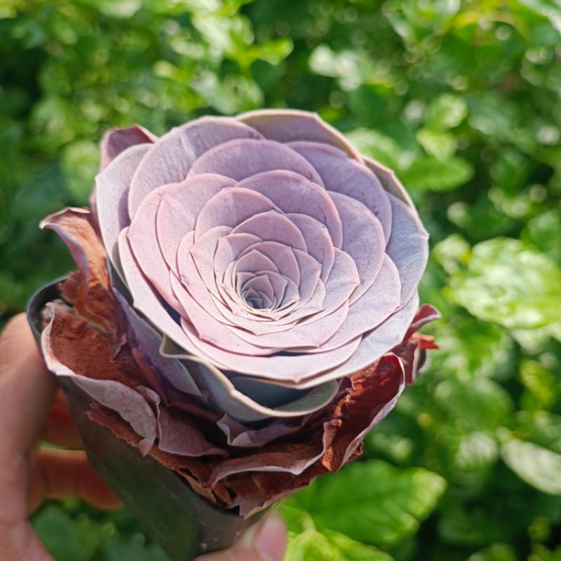 Sale+ Sen Đá Hoa Hồng Tím Rất Đẹp.