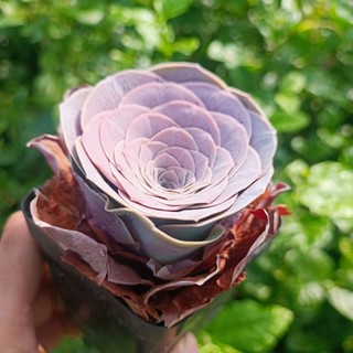 Sale+ sen đá hoa hồng tím rất đẹp 1 chậu.