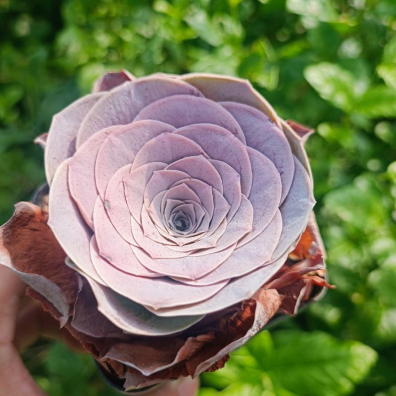 Sale+ Sen Đá Hoa Hồng Tím Rất Đẹp.