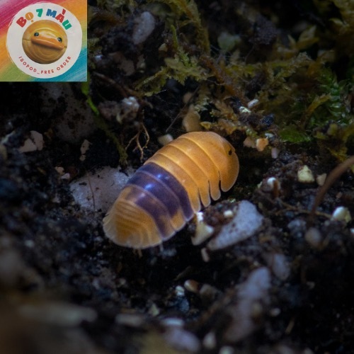 Isopod Amber Ducky