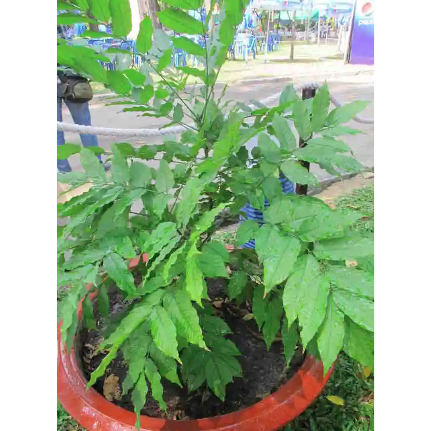 Cây bạch chỉ nam