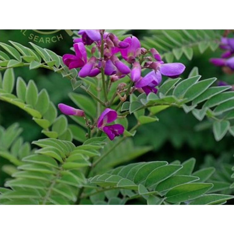 Cây bạch chỉ nam