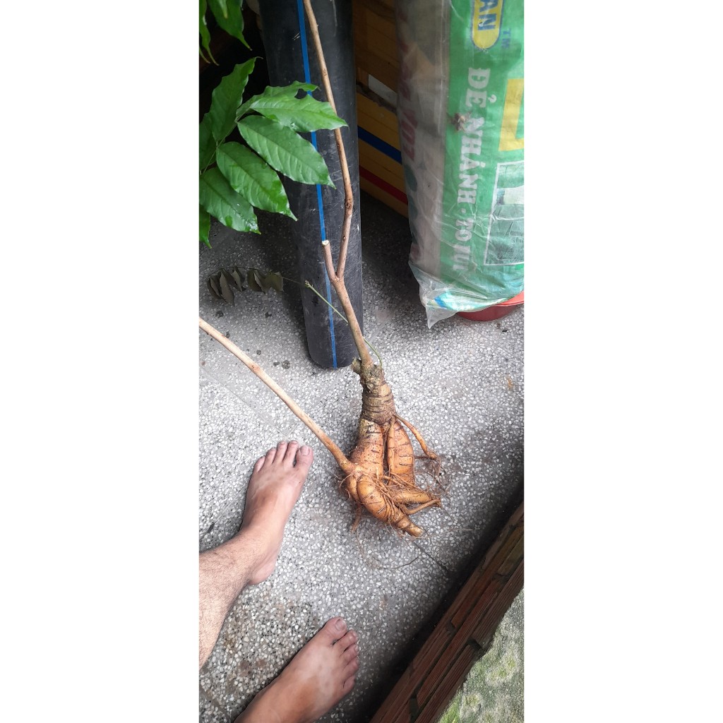 Cây bạch chỉ nam