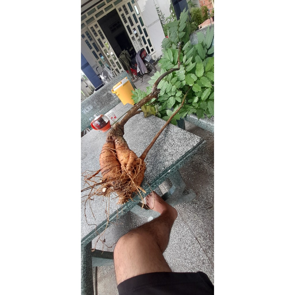 Cây bạch chỉ nam