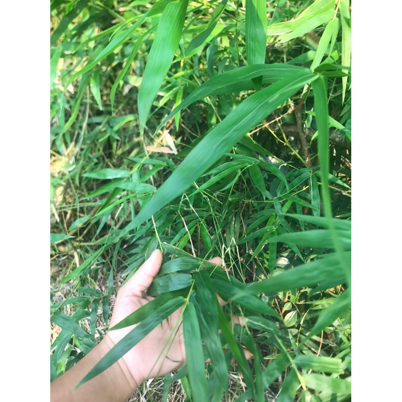 Lá tre gai tươi tự nhiên(ảnh thật100%)