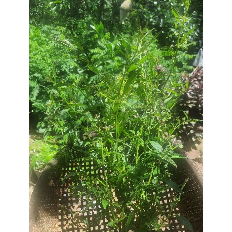 1 kg cây rau mương tươi