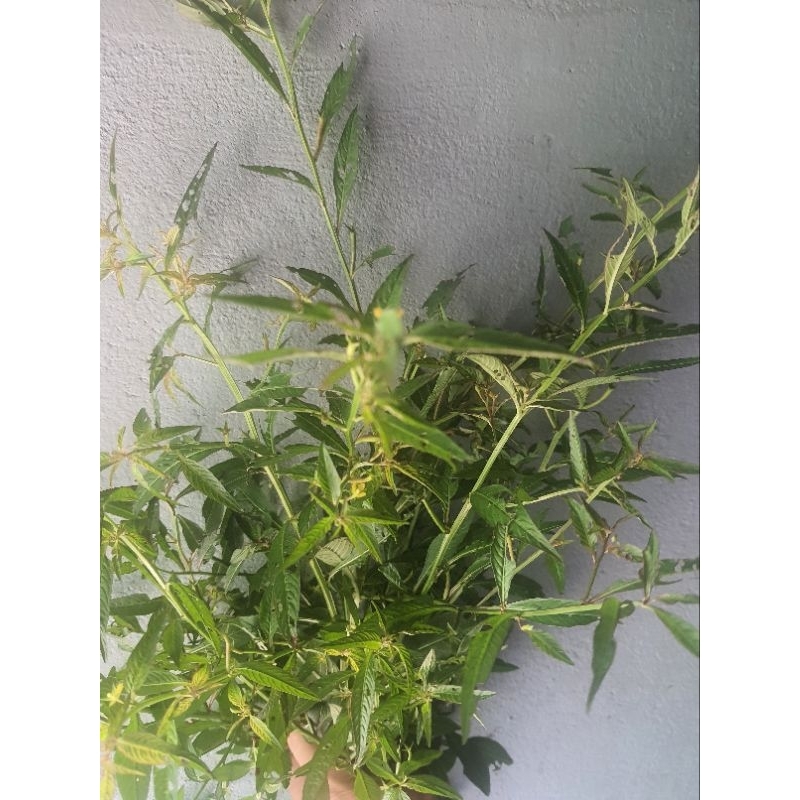 1 kg cây rau mương tươi