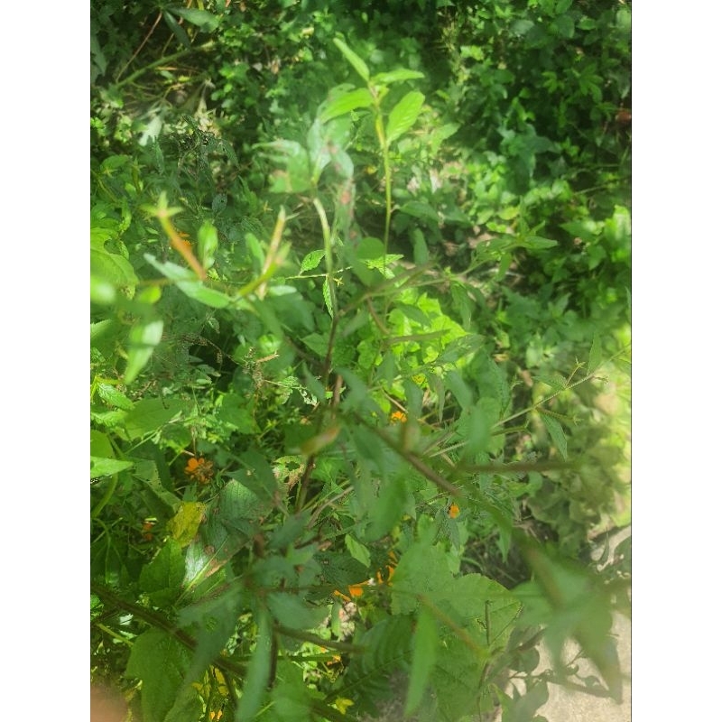 1 kg cây rau mương tươi