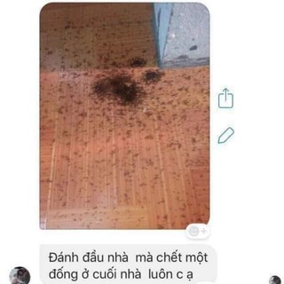 thuốc diệt kiến dán sinh học