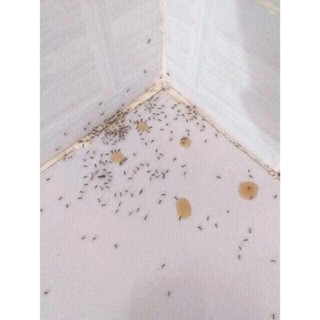 thuốc diệt kiến dán sinh học