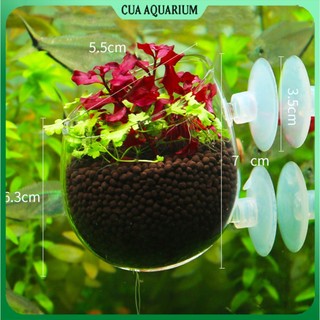 Cốc trồng cây thuỷ sinh | Cốc trồng cây Acrylic , Thủy tinh