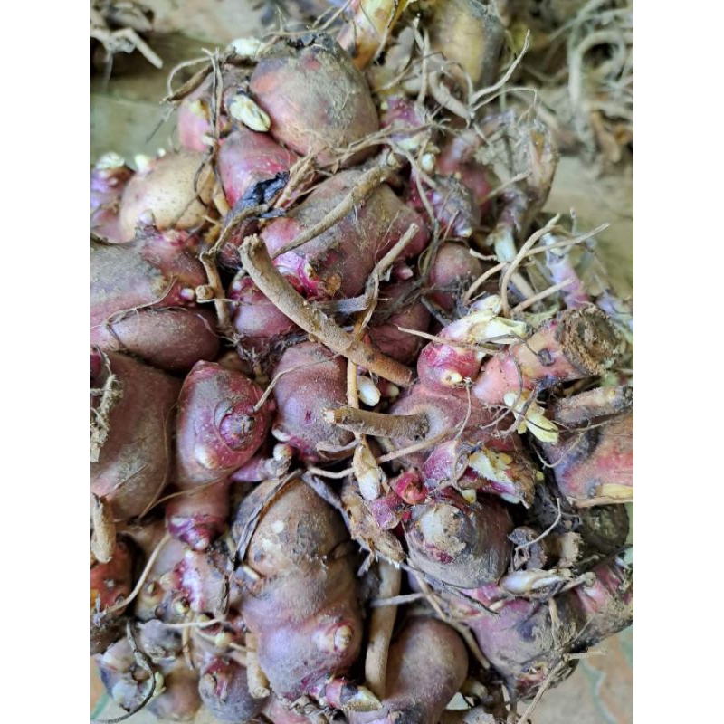 10 Cùi Giống Khoai Sâm Đất Cao sản vùng Lào Cai Y Tý