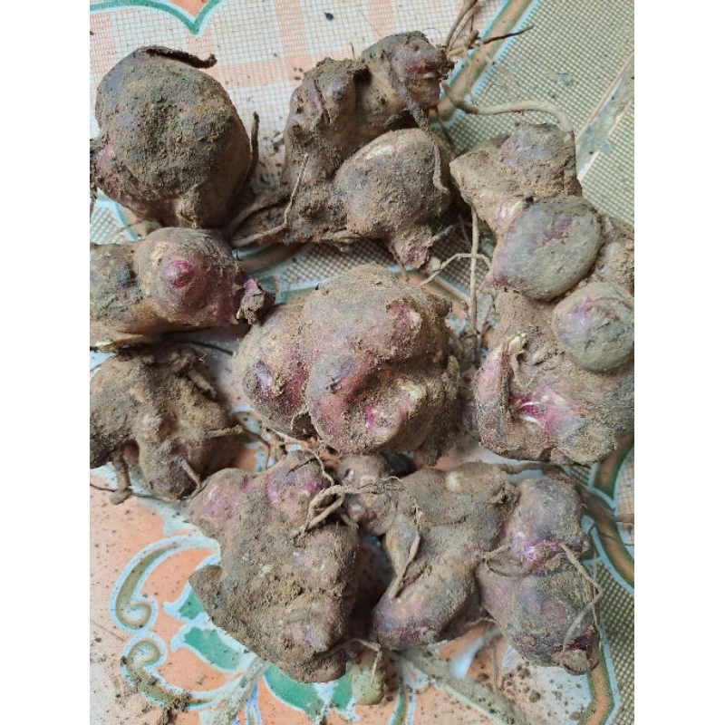 10 Cùi Giống Khoai Sâm Đất Cao sản vùng Lào Cai Y Tý