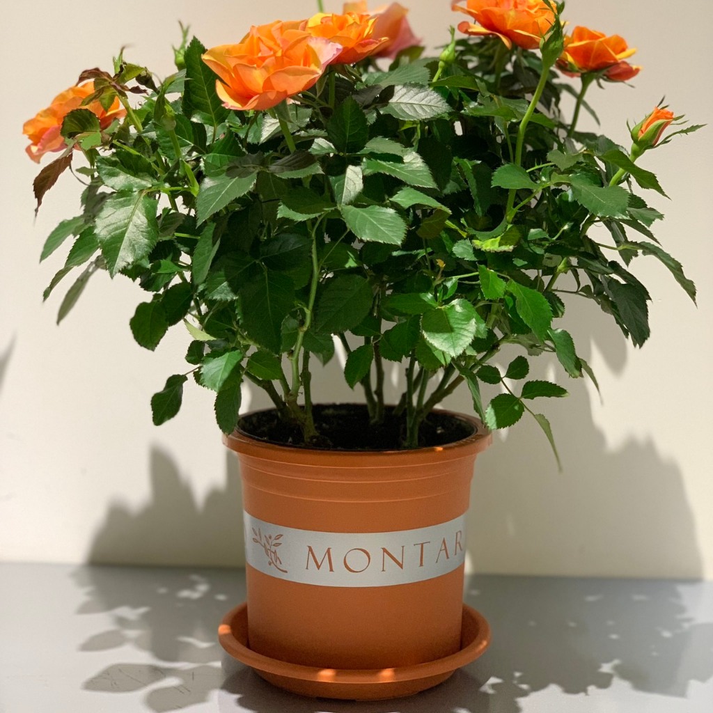 - Đĩa Lót Chậu nhựa Màu CAM ĐẤT, 7 Size, Loại Hàng Mỏng, Nhựa Nguyên Sinh, Dẻo Dai, Đảm Bảo Công Năng Lót Chậu.