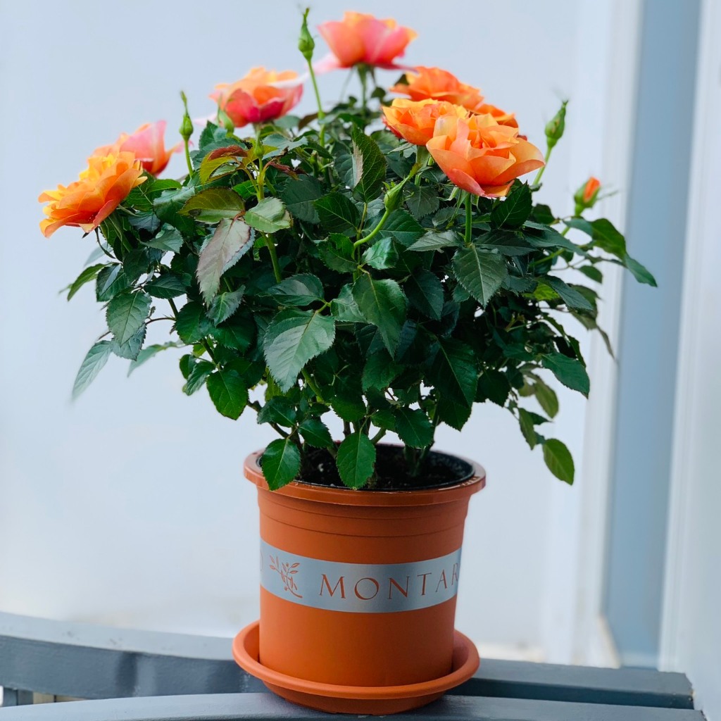 - Đĩa Lót Chậu nhựa Màu CAM ĐẤT, 7 Size, Loại Hàng Mỏng, Nhựa Nguyên Sinh, Dẻo Dai, Đảm Bảo Công Năng Lót Chậu.