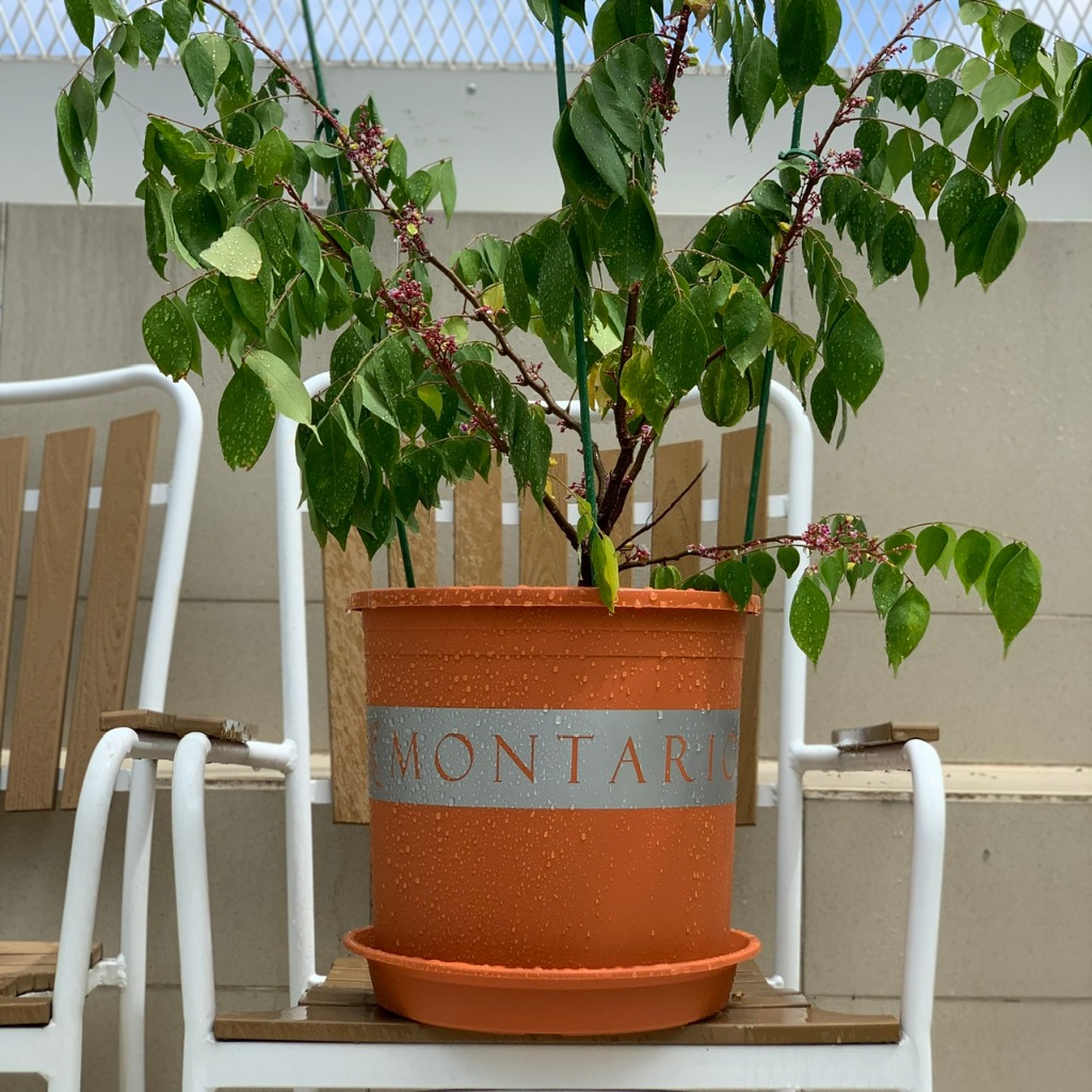 - Đĩa Lót Chậu nhựa Màu CAM ĐẤT, 7 Size, Loại Hàng Mỏng, Nhựa Nguyên Sinh, Dẻo Dai, Đảm Bảo Công Năng Lót Chậu.