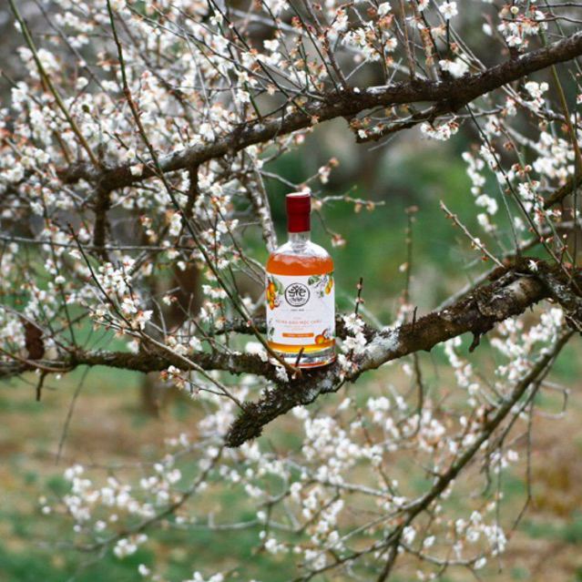 Rượu Mơ Má Đào - nước hoa quả lên men