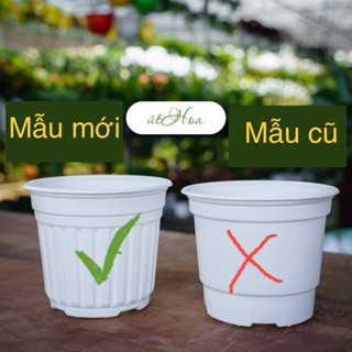 10 Chậu nhựa trắng T15 (15x12.5 cm) trồng cây, trồng hoa nhựa dẻo vành miệng cứng
