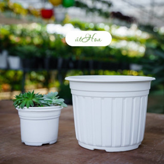 10 cái chậu nhựa trắng T20 (20x15 cm) trồng cây hoa vành miệng cứng bền bỉ