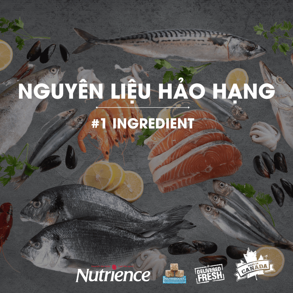 Nutrience Subzero - Thức Ăn Hạt Topping Thịt Sấy Cao Cấp Cho Mèo Bao 5Kg - Made in Canada