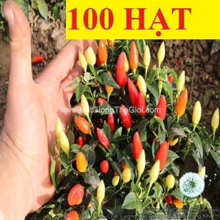 100.hat hạt giống ớt ngũ sắc chỉ thiên tg220