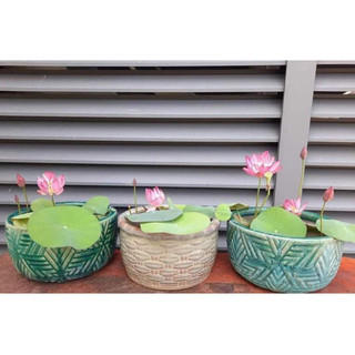 Củ sen giống mini - siêu hoa
